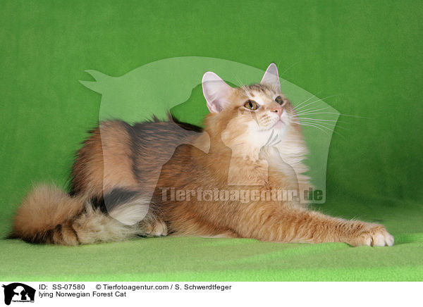 liegende Norwegische Waldkatze / lying Norwegian Forest Cat / SS-07580