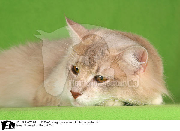 liegende Norwegische Waldkatze / lying Norwegian Forest Cat / SS-07584