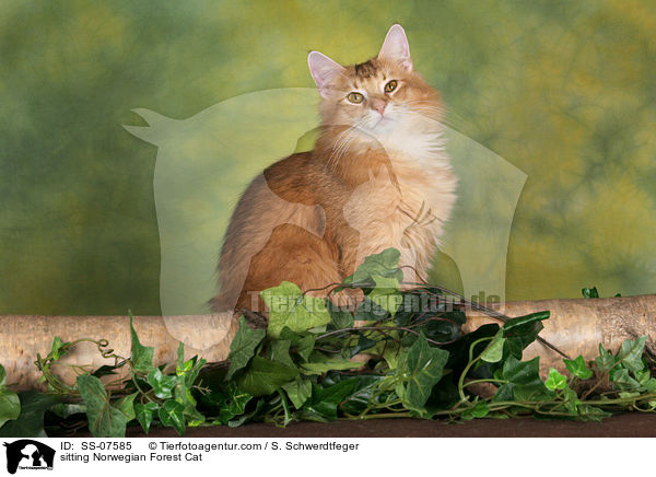 sitzende Norwegische Waldkatze / sitting Norwegian Forest Cat / SS-07585