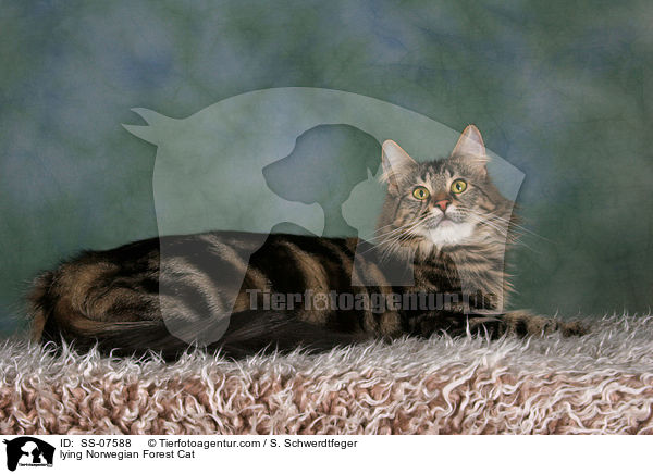 liegende Norwegische Waldkatze / lying Norwegian Forest Cat / SS-07588