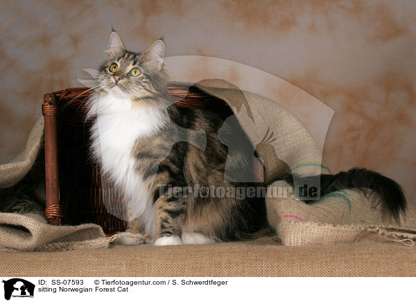 sitzende Norwegische Waldkatze / sitting Norwegian Forest Cat / SS-07593