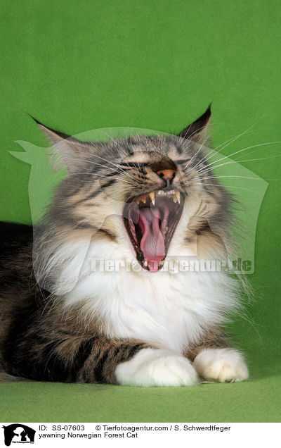 yawning Norwegian Forest Cat / SS-07603