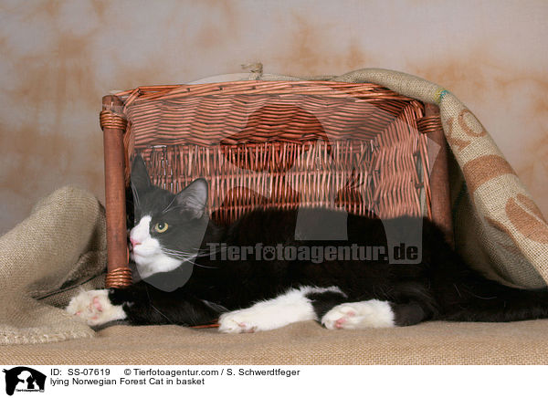 liegende Norwegische Waldkatze im Korb / lying Norwegian Forest Cat in basket / SS-07619