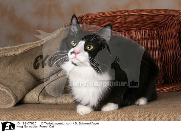 liegende Norwegische Waldkatze / lying Norwegian Forest Cat / SS-07620