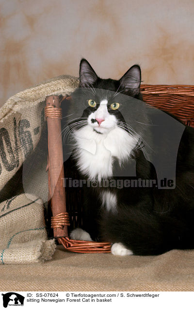 sitzende Norwegische Waldkatze im Korb / sitting Norwegian Forest Cat in basket / SS-07624