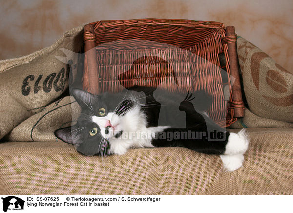 liegende Norwegische Waldkatze im Korb / lying Norwegian Forest Cat in basket / SS-07625