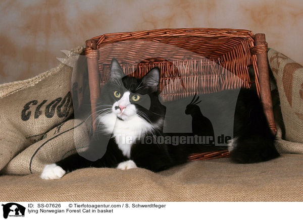 lying Norwegian Forest Cat in basket / SS-07626