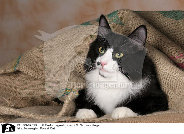 liegende Norwegische Waldkatze / lying Norwegian Forest Cat / SS-07629