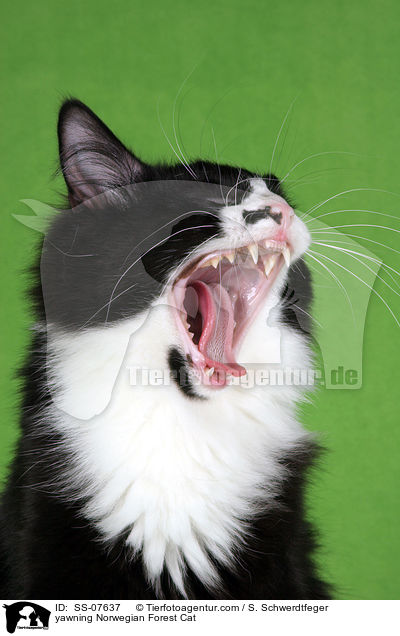 ghnende Norwegische Waldkatze / yawning Norwegian Forest Cat / SS-07637