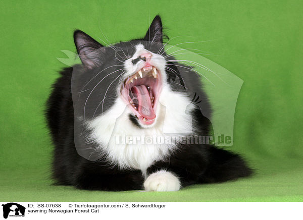 ghnende Norwegische Waldkatze / yawning Norwegian Forest Cat / SS-07638