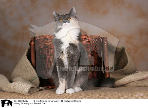 sitzende Norwegische Waldkatze / sitting Norwegian Forest Cat / SS-07671