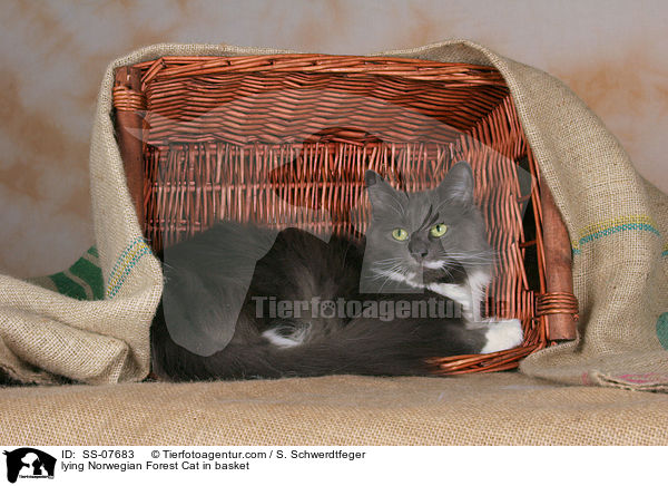 liegende Norwegische Waldkatze im Korb / lying Norwegian Forest Cat in basket / SS-07683