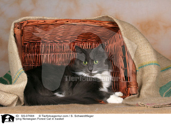 liegende Norwegische Waldkatze im Korb / lying Norwegian Forest Cat in basket / SS-07684
