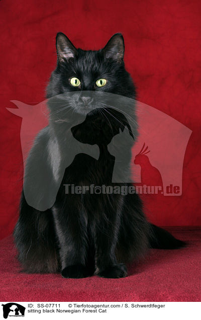 sitzende schwarze Norwegische Waldkatze / sitting black Norwegian Forest Cat / SS-07711