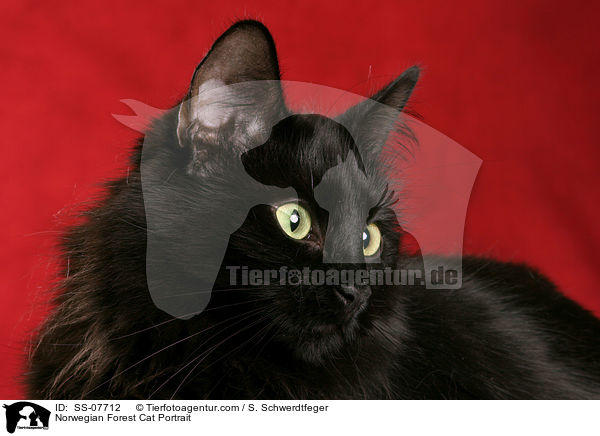 Norwegische Waldkatze Portrait / Norwegian Forest Cat Portrait / SS-07712