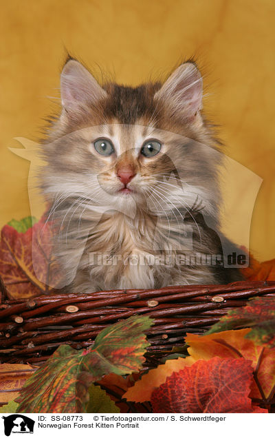 Norwegisches Waldkatze Ktzchen Portrait / Norwegian Forest Kitten Portrait / SS-08773