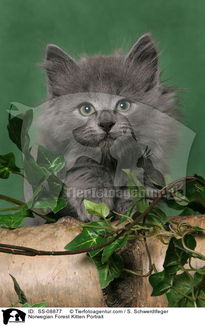 Norwegisches Waldkatze Ktzchen Portrait / Norwegian Forest Kitten Portrait / SS-08877