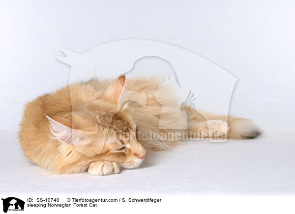schlafende Norwegische Waldkatze / sleeping Norwegian Forest Cat / SS-10740