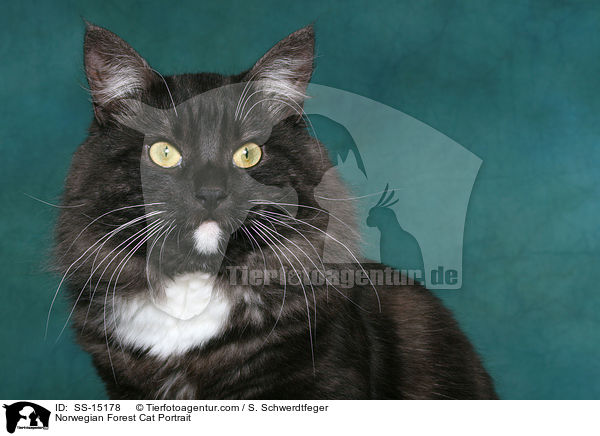 Norwegischer Waldkatze Kater Portrait / Norwegian Forest Cat Portrait / SS-15178