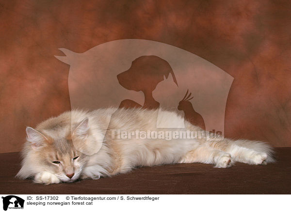 schlafende Norwegische Waldkatze / sleeping norwegian forest cat / SS-17302