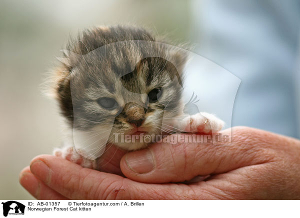 Norwegian Forest Cat kitten / AB-01357