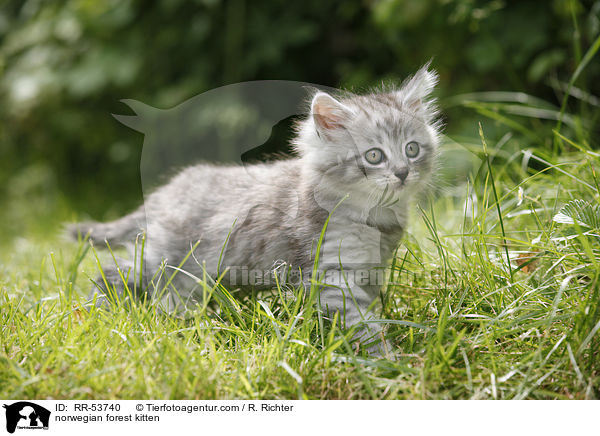 Norwegisches Waldktzchen / norwegian forest kitten / RR-53740