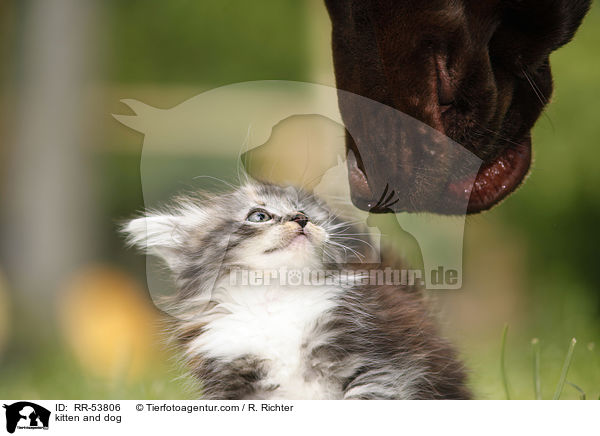 Ktzchen und Hund / kitten and dog / RR-53806