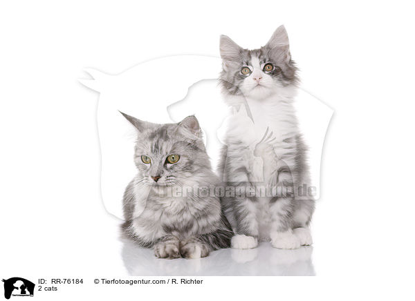 2 Katzen / 2 cats / RR-76184