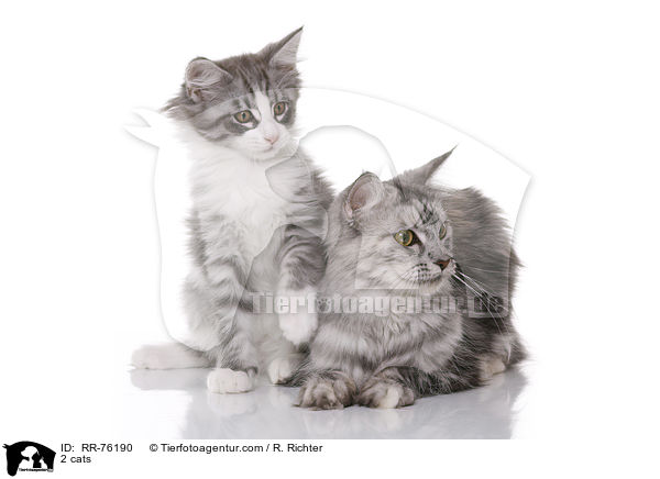 2 Katzen / 2 cats / RR-76190