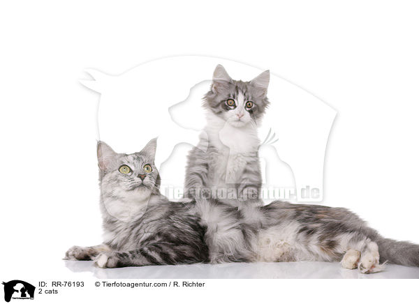 2 Katzen / 2 cats / RR-76193