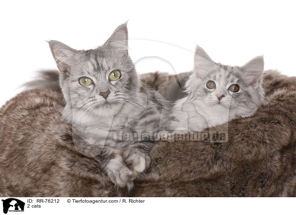 2 cats / RR-76212