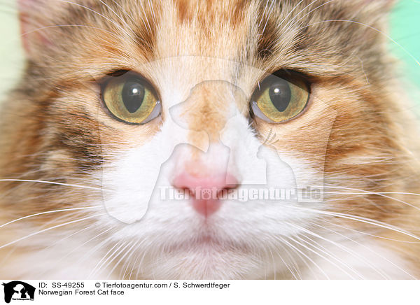 Norwegische Waldkatze Gesicht / Norwegian Forest Cat face / SS-49255
