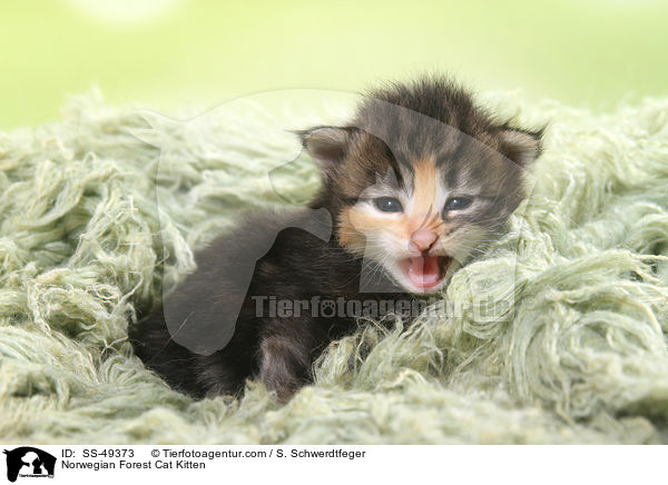 Norwegische Waldkatze Ktzchen / Norwegian Forest Cat Kitten / SS-49373