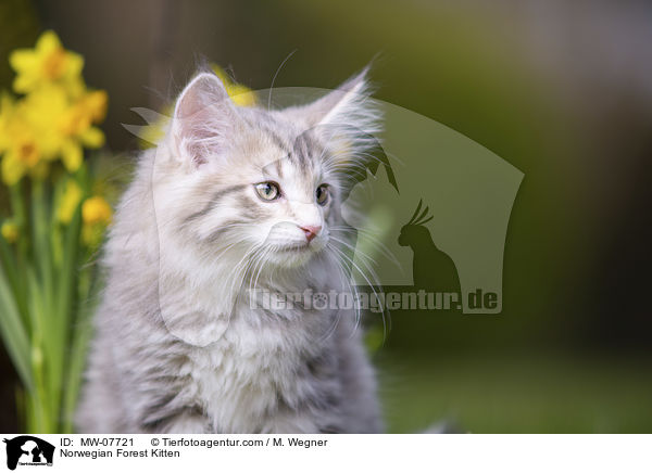 Norwegian Forest Kitten / MW-07721