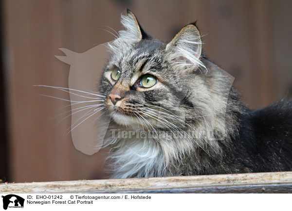 Norwegian Forest Cat Portrait / EHO-01242