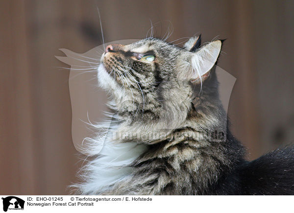 Norwegian Forest Cat Portrait / EHO-01245