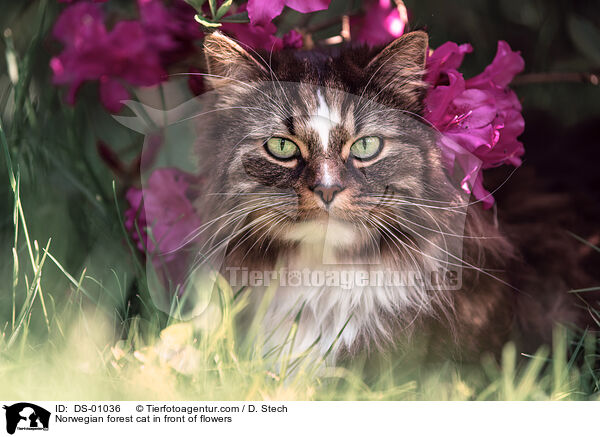Norwegische Waldkatze vor Blumen / Norwegian forest cat in front of flowers / DS-01036