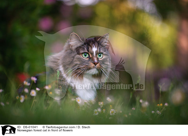 Norwegian forest cat in front of flowers / DS-01041