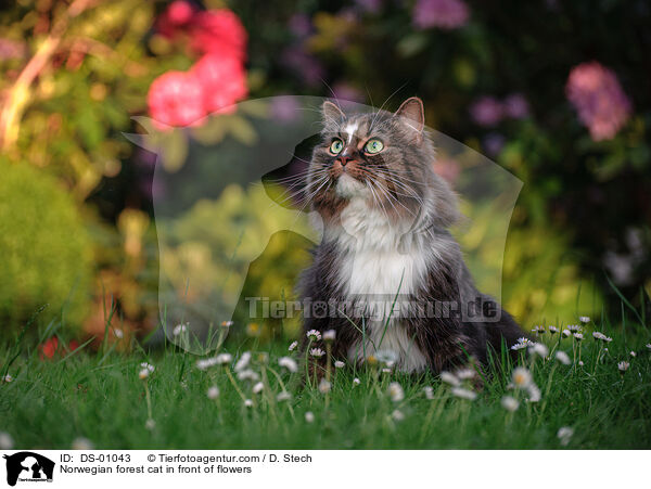 Norwegian forest cat in front of flowers / DS-01043