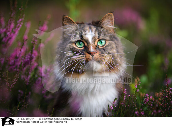 Norwegian Forest Cat in the heathland / DS-01044