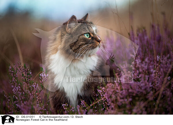 Norwegian Forest Cat in the heathland / DS-01051
