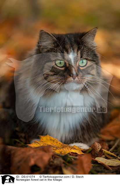 Norwegische Waldkatze im Laub / Norwegian forest cat in the foliage / DS-01074