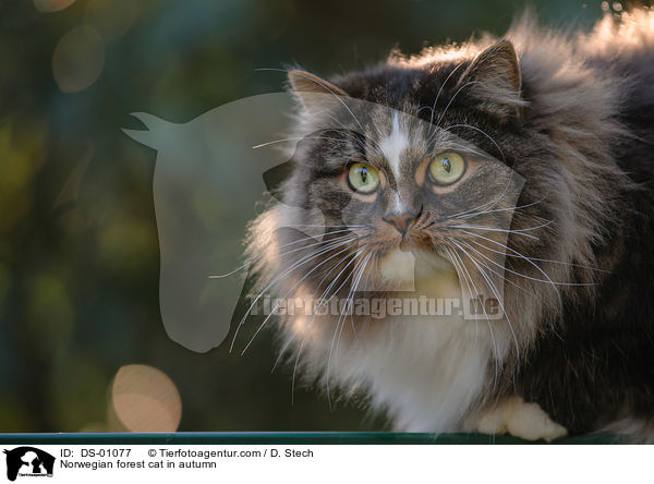 Norwegische Waldkatze im Herbst / Norwegian forest cat in autumn / DS-01077