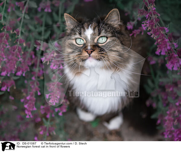 Norwegische Waldkatze vor Blumen / Norwegian forest cat in front of flowers / DS-01087