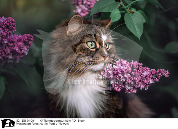 Norwegische Waldkatze vor Blumen / Norwegian forest cat in front of flowers / DS-01091
