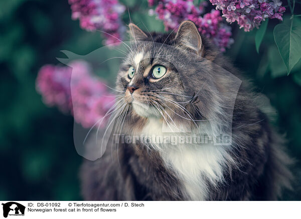 Norwegian forest cat in front of flowers / DS-01092