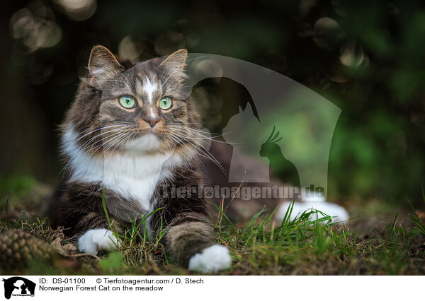 Norwegian Forest Cat on the meadow / DS-01100