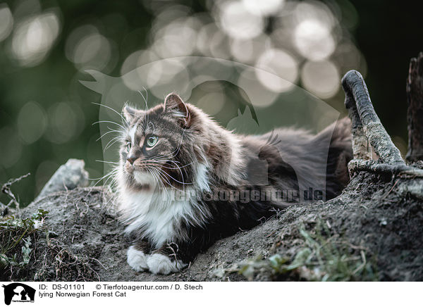 liegende Norwegische Waldkatze / lying Norwegian Forest Cat / DS-01101
