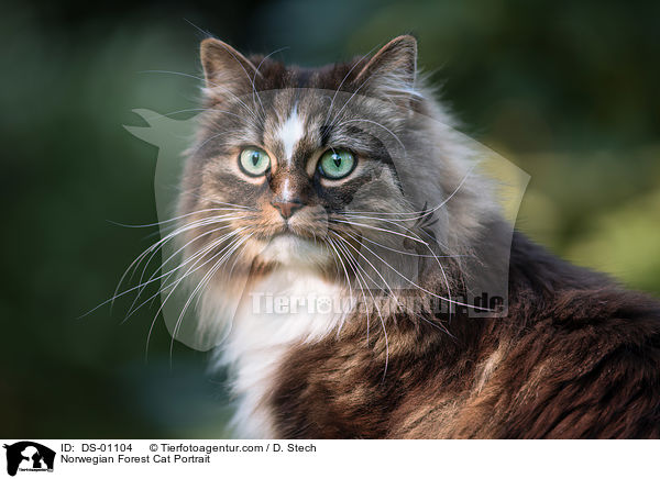 Norwegische Waldkatze Portrait / Norwegian Forest Cat Portrait / DS-01104