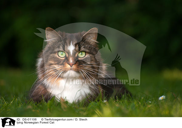 lying Norwegian Forest Cat / DS-01106